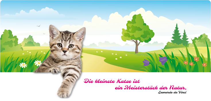 Katze