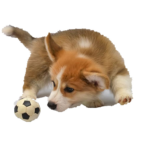 Hundespielzeug