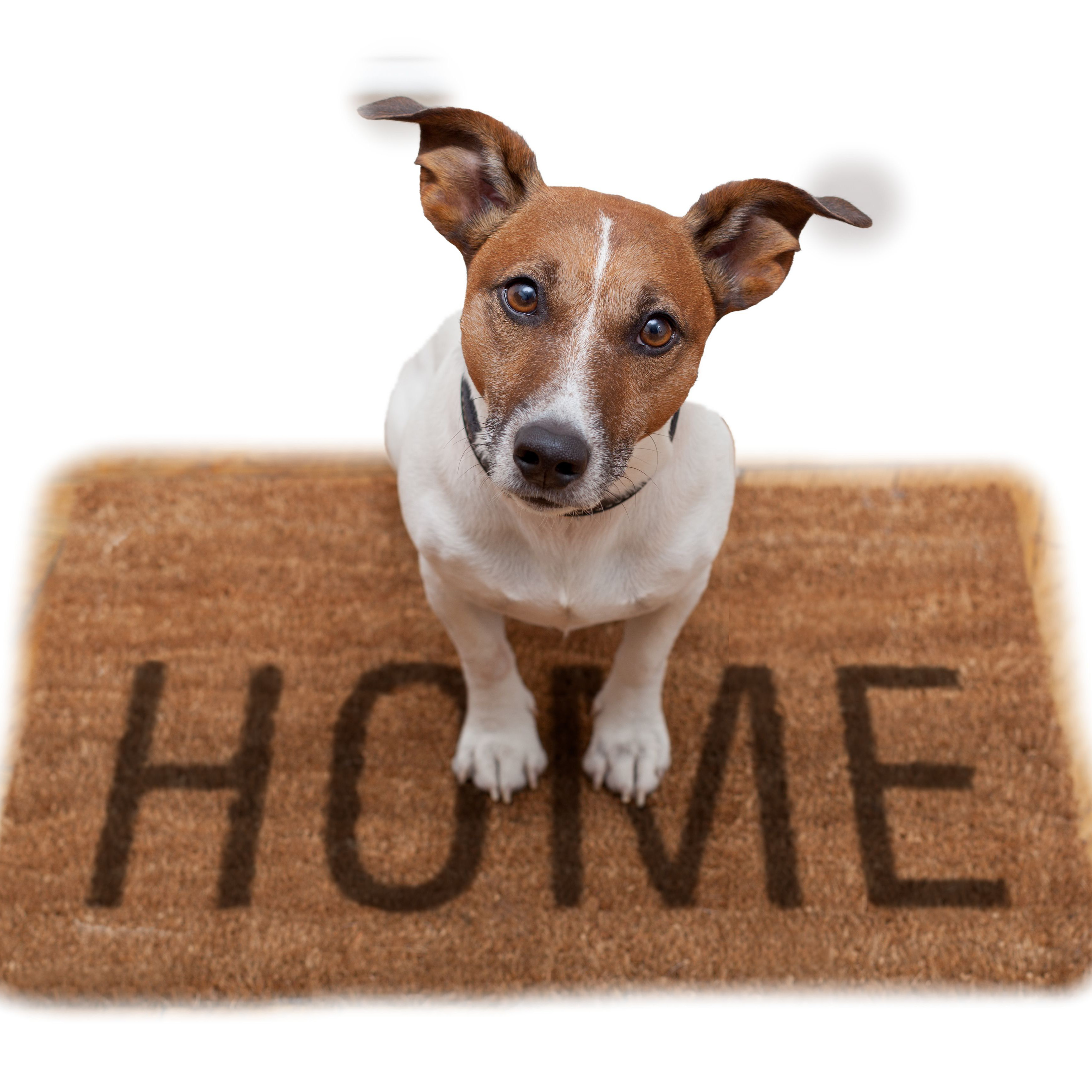 Dogs Home