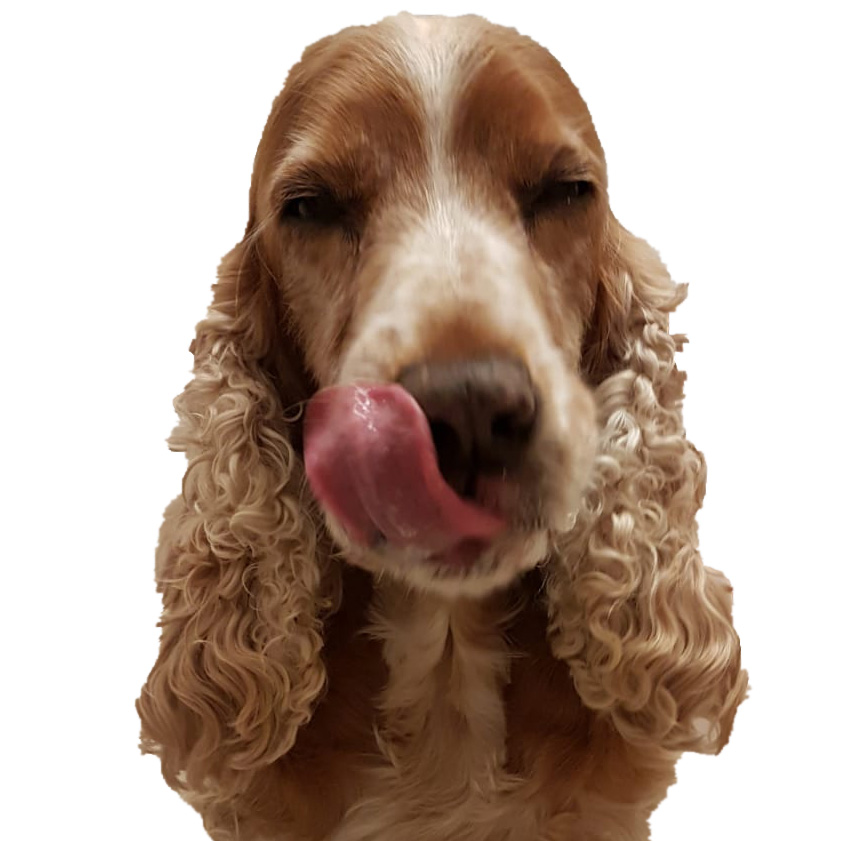 Snacks fr ernhrungssensible Hunde