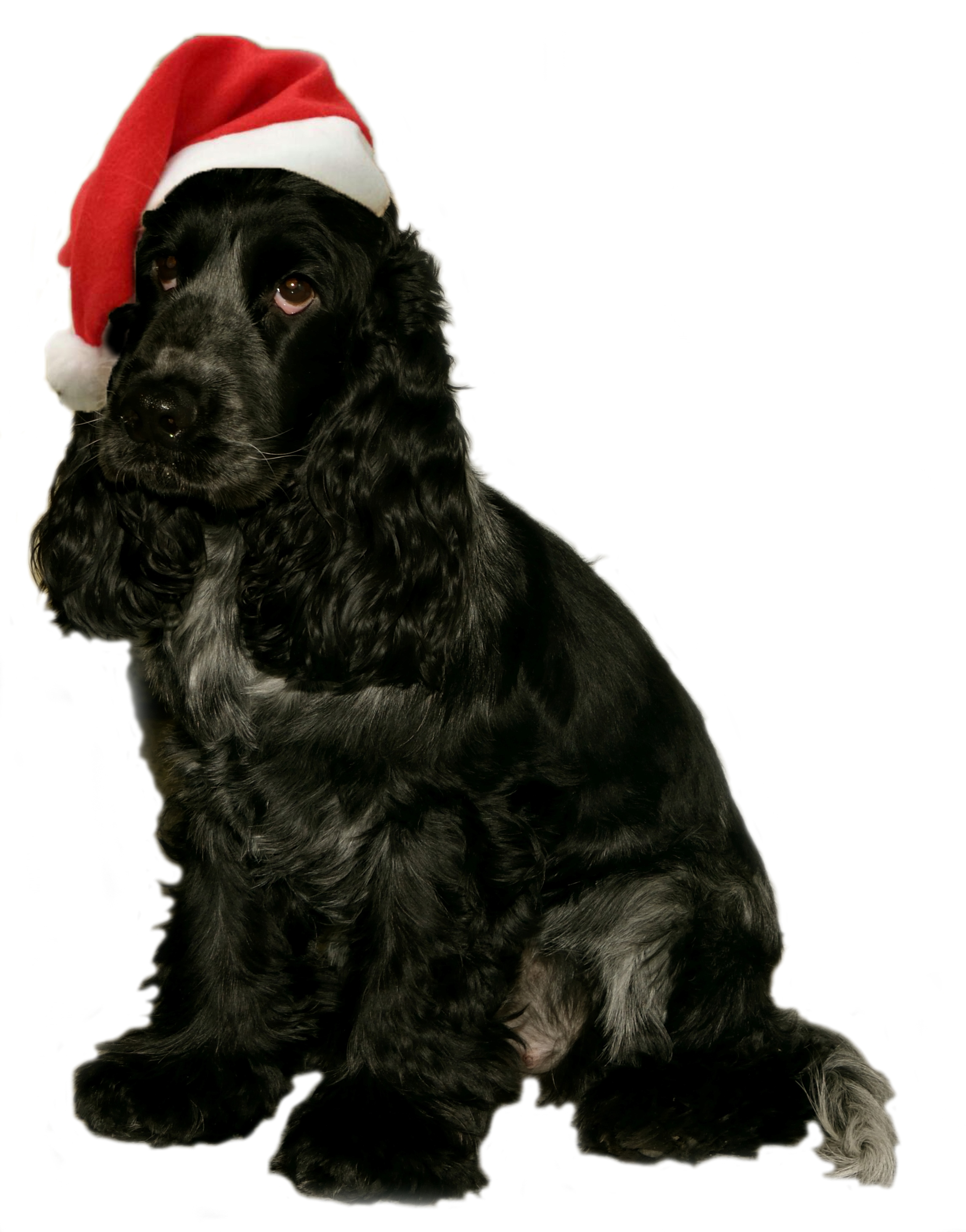 Weihnachtsspielzeug fr Hunde