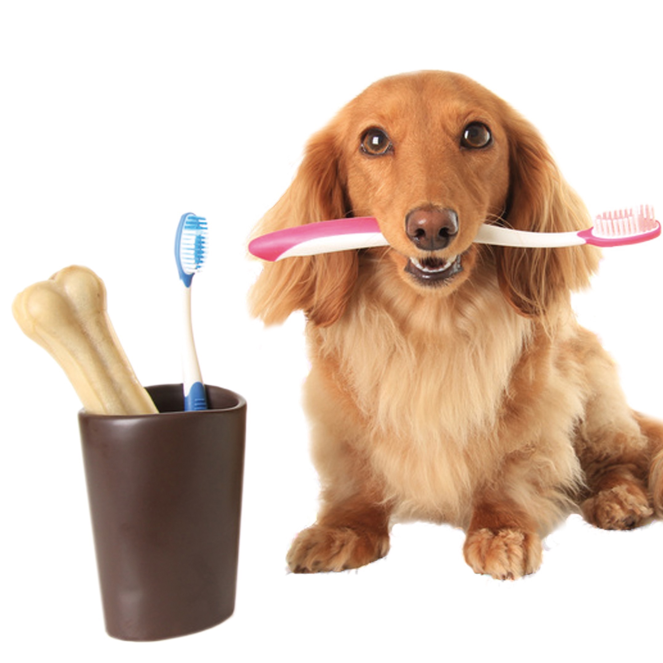 Dentalkauartikel